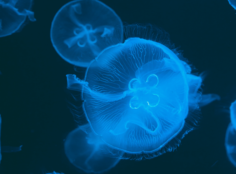 the blue jellyfish