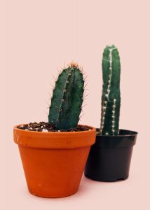Two cacti in clay pots