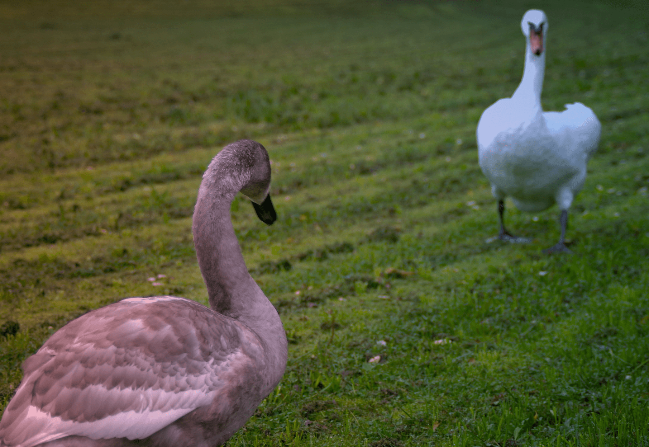 two geese opposite each other
